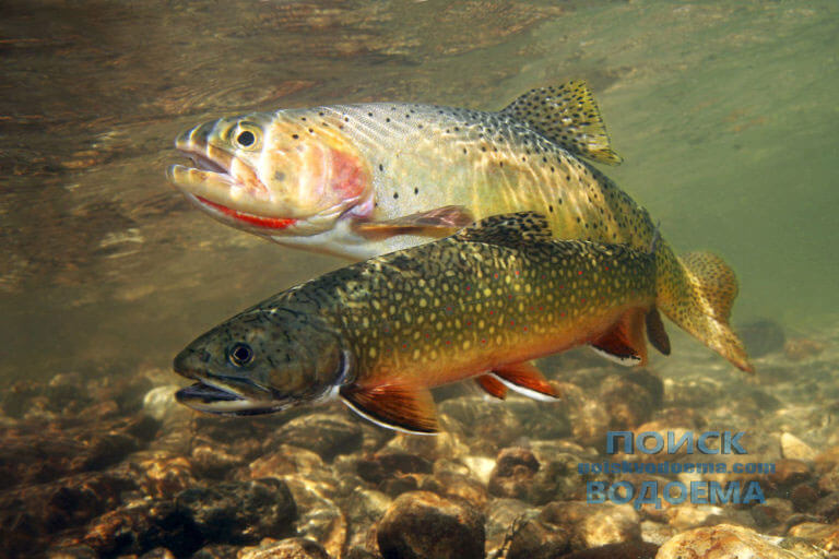 Форель осенью