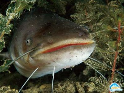 Рыбалка на сома - 2 ночи ожидания красавца