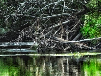 да в этих дровах вся рыба стоит