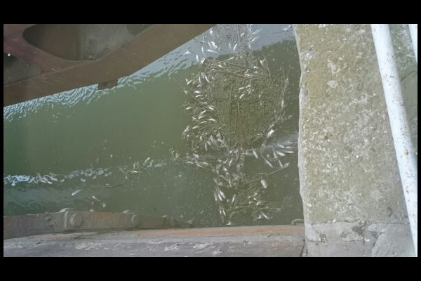 В Килийском районе зафиксирован факт гибели рыбы, – Одесский рибпатруль