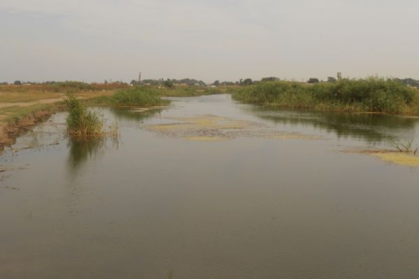 Выпуск молоди русского осетра в естественную среду реки Берда.