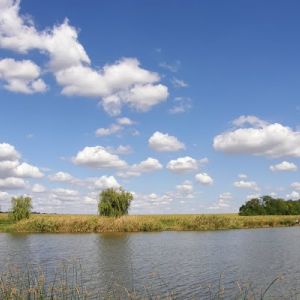 Берестовое