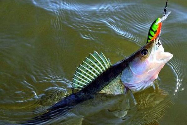 Рыбалка на судака в последние дни лета