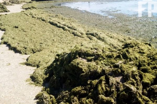 Водоросли в Азовском море