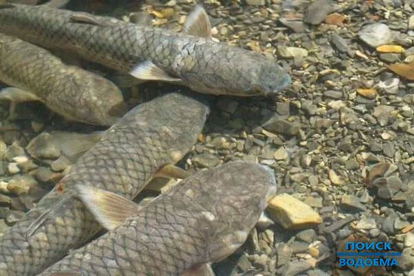 Наживка для пеленгаса: ТОП-приманок и секреты ловли от poiskvodoema.com