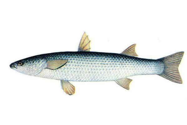 Пиленгас и пеленгас