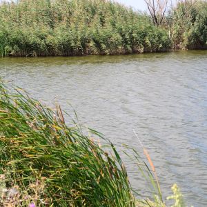 Добролюбовка