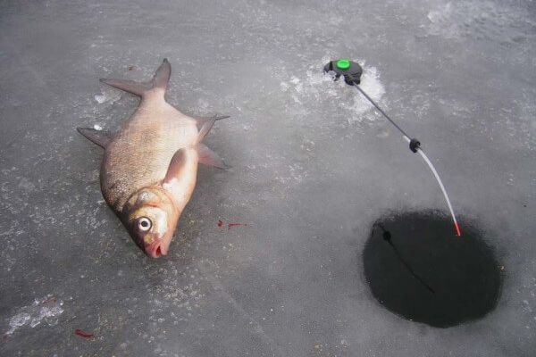 Лещ на льду