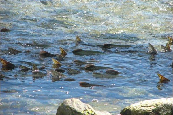 Рибалити лише на одну вудочку та з одним гачком за межами нерестовищ