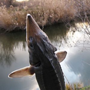 ФХ «Надежда» (водоемы Степановка)