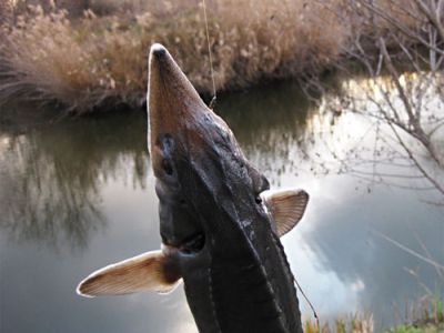 ФХ «Надежда» (водоемы Степановка)