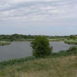 Пруд "Вольное"