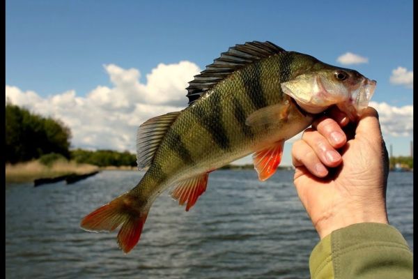Время и стратегия для ловли окуня на реке
