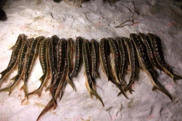 В Бердянске задержали браконьеров