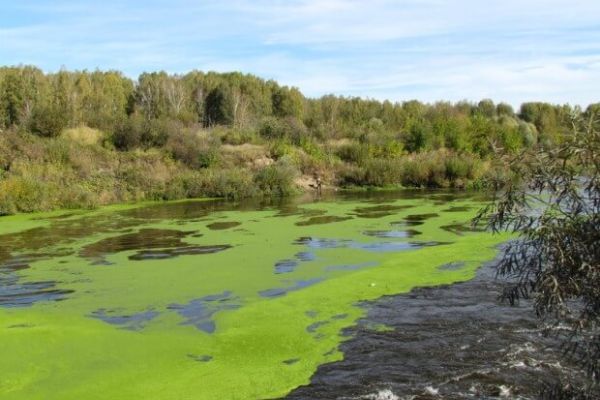 Почему цветёт вода?