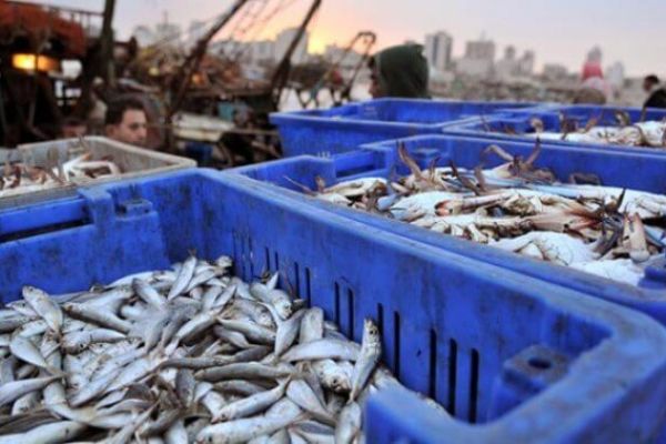 Рыбная отрасль Украины