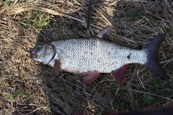 Вылов язя в конце марта - начале апреля