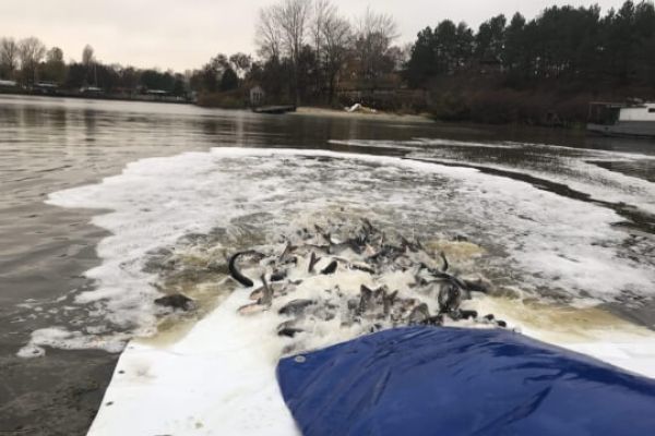 В Киевское водохранилище выпустили 5 тонн мальков толстолобика, – Киевский рибоохоронний патруль