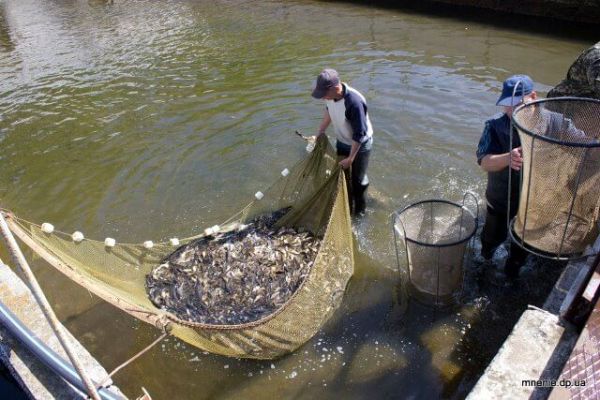 Мероприятия по зарыблению водных биоресурсов в водоемы Донецкой области