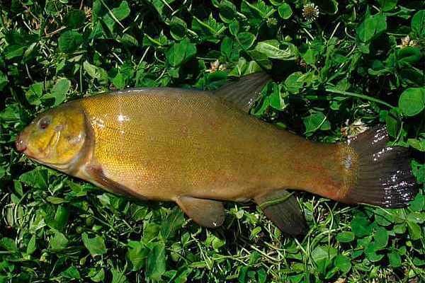 Рыбалка на линя в сентябре.