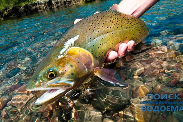 Запрет ловли форели на Львовщине с 1 октября