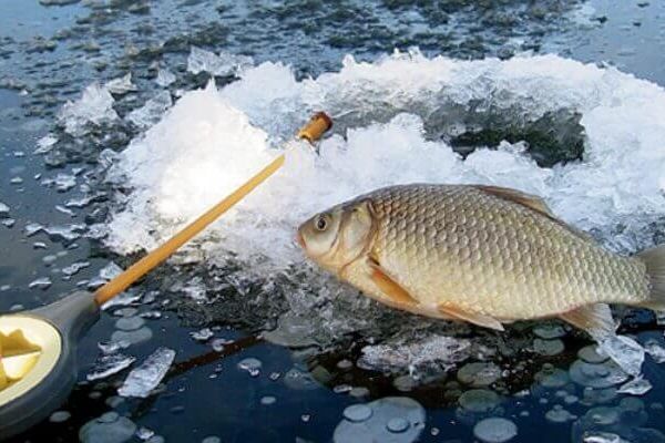 Вылов карася в первой половине февраля