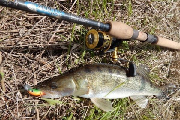 Поведение судака в августе. Типичные снасти и приманки.