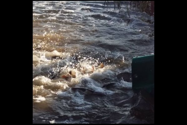 В Гамаліївське водохранилище вселят более 20 тыс. 600 экз. Рыбы