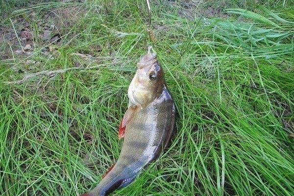 Рыбалка на окуня в первые дни ноября