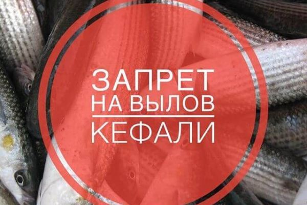 С 20 августа установлен запрет на вылов азово-черноморских кефалей