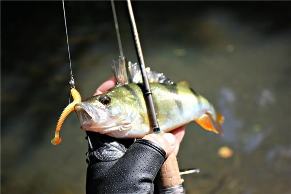 Окунь в январе на спиннинг и зимним удилищем