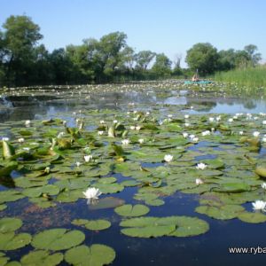 Горный Тикич