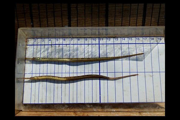 Работники ІРЕМ провели летние учетные съемки рыб в Азовском море