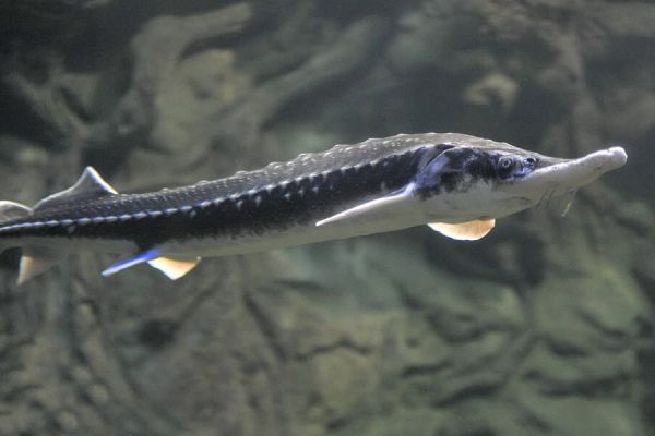 Краснокнижная севрюга обыкновенная