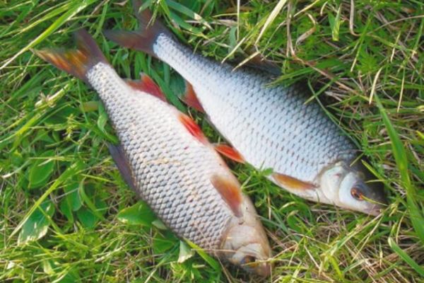 Ловля плотвы течение ноября