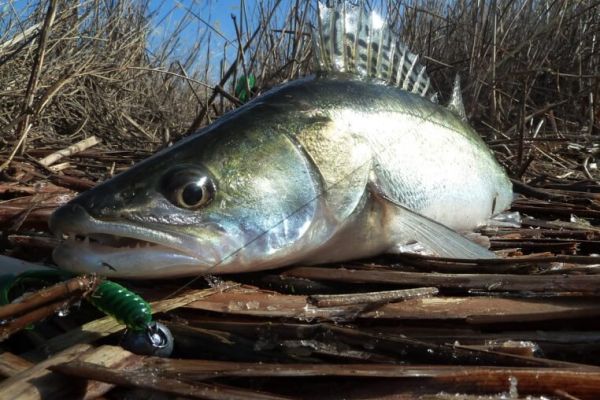 Рыбалка на судака в конце сентября