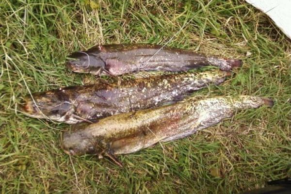 Поведение сома с наступлением осени