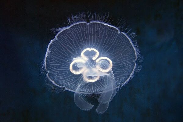 Медуза в Днепре