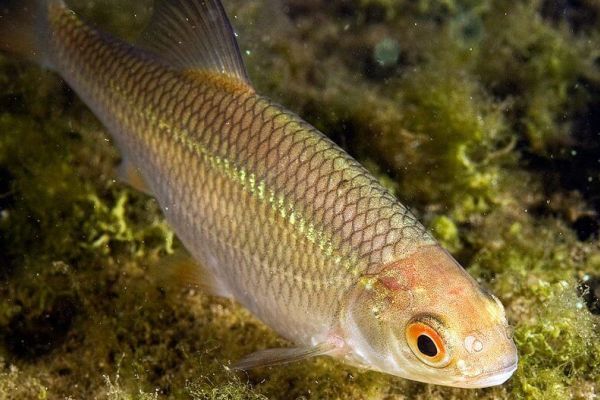 Рыбалка на плотву в начале осени