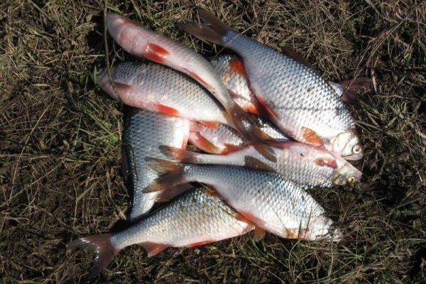 Рыбалка на плотву в преддверии летнего сезона