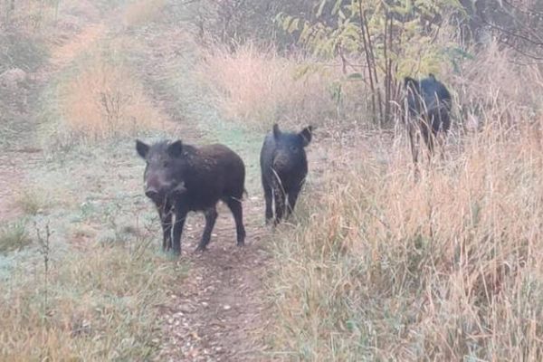 Возле Старокрымского водохранилища рыбаков постоянно терроризирует стадо диких кабанов