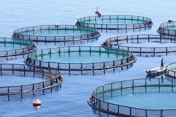 Зоны аквакультуры - ориентир рыбопродуктивности для предпринимателей
