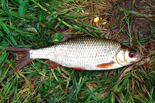 Ловля плотвы по открытой воде
