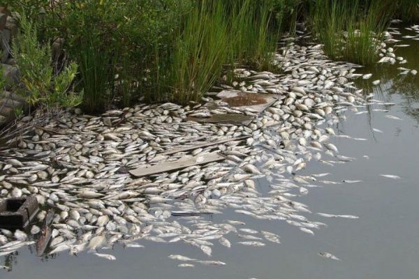 Выявлен факт массовой гибели водных биоресурсов, - Тернопольский рыбоохранный патруль