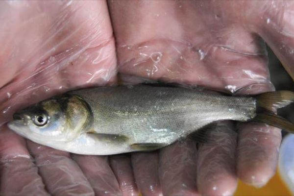 Водоемы Херсонщины пополнятся более 2 млн экз. Сеголеток растительноядных и карповых видов рыб