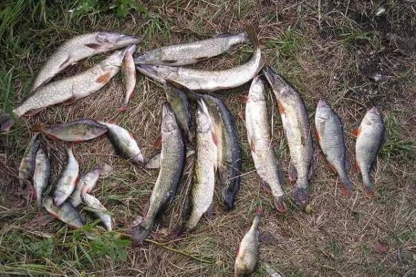 Киевский рыбоохранный патруль