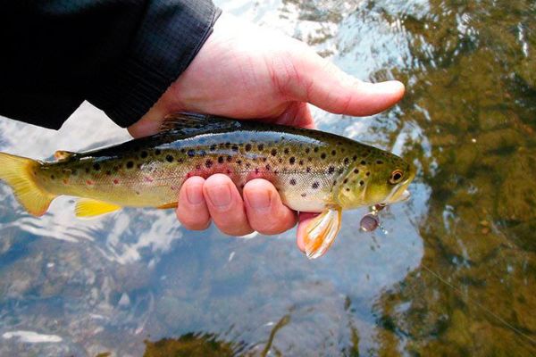 А что вы знаете про ручьевую форель?