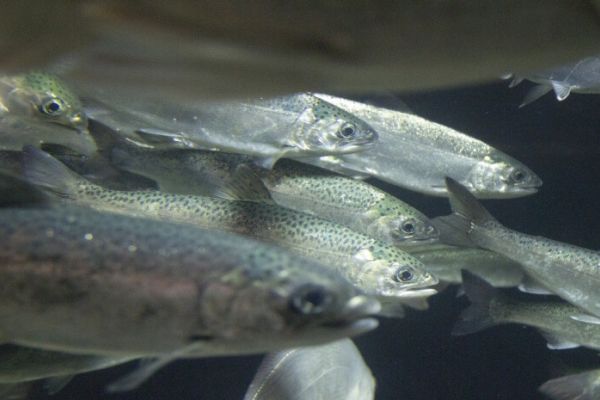 В горные реки выпустили более 13 тыс. экз. лосося дунайского