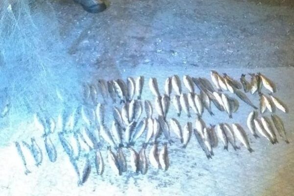 Незаконным выловом молоди пиленгаса нарушитель нанес ущерб на 64 тыс. грн, - Азовское бассейновое управление