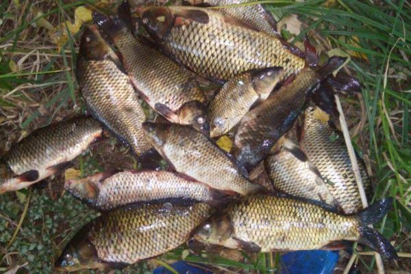 За десять дней выявлено 33 нарушения и изъято 68 кг незаконно добытых водных биоресурсов,- Запорожский рибоохоронний патруль